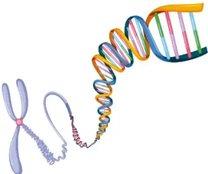 Ilustración de un cromosoma en forma de X desenrollándose en una hélice doble de ADN de colores (naranja, azul, verde, rojo).