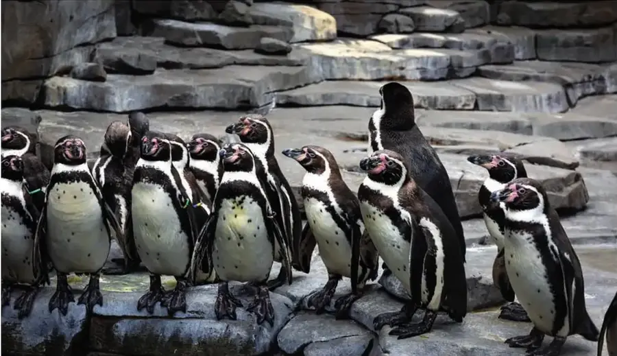 Fotografía de un grupo de pingüinos (parecen pingüinos de Humboldt) en formación sobre rocas, ilustrando el comportamiento gregario y el plumaje.