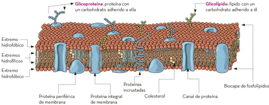 Esquema de la estructura de la membrana celular: bicapa de fosfolípidos con extremos hidrofóbicos e hidrofílicos, glucoproteínas, glucolípidos, proteínas periféricas e integrales, canales de proteína y colesterol.