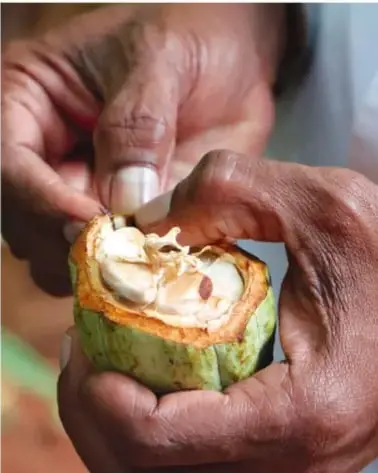 Fotografía de manos partiendo una mazorca de cacao, ingrediente prehispánico con el que se elabora el chocolate.