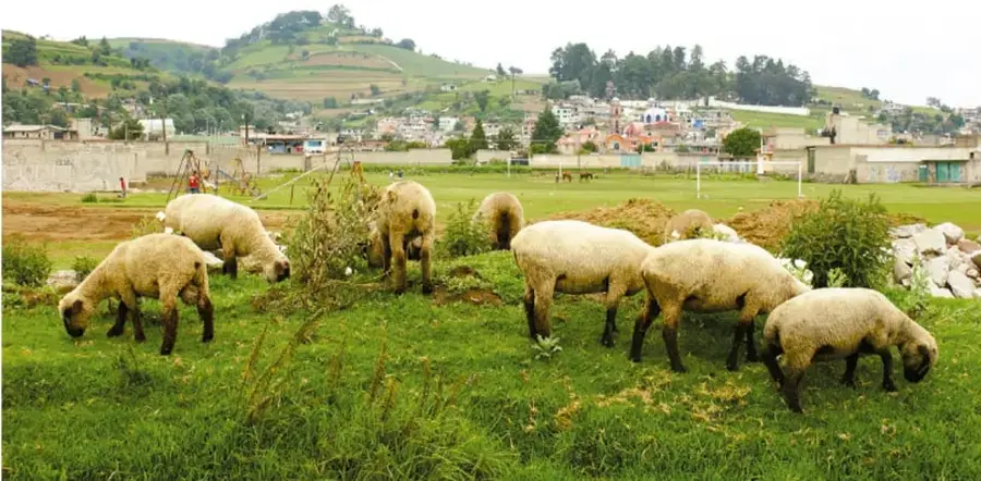 Fotografía de un rebaño de ovejas pastando en un campo verde, con un pueblo al fondo y colinas. Representa la actividad ganadera y el entorno rural.