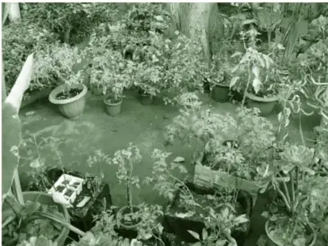 Fotografía de macetas con plantas pequeñas y verdes dispuestas sobre una superficie, con plántulas de vivero y alguna etiqueta.