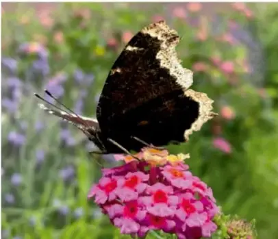 Fotografía de una mariposa negra con bordes claros posada sobre flores rosas y moradas, rodeada de vegetación verde.