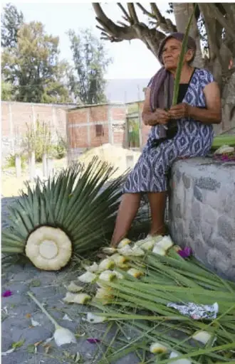 Fotografía de una mujer sentada al aire libre junto a plantas, hojas y órganos vegetales recolectados; crédito: Claudia Lucía Bautista Parra, INISEE.