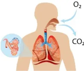 Diagrama del torso humano con vías respiratorias, flechas de $O_2$ entrando y $CO_2$ saliendo, y detalle ampliado de los alvéolos pulmonares.