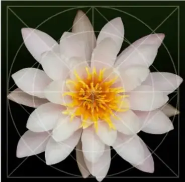 Fotografía de una flor de loto blanca con centro amarillo, sobre fondo oscuro con líneas geométricas superpuestas.