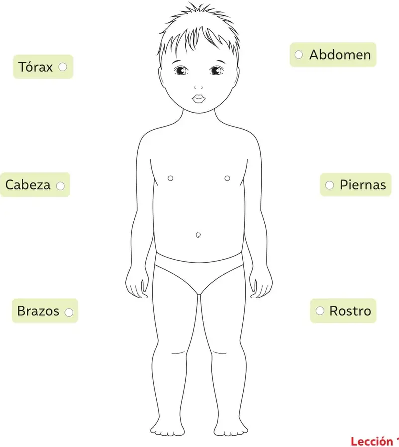 Ilustración de un niño de pie, de frente, con brazos extendidos a los lados y piernas juntas; se distingue el ombligo y la forma del tórax y el abdomen.