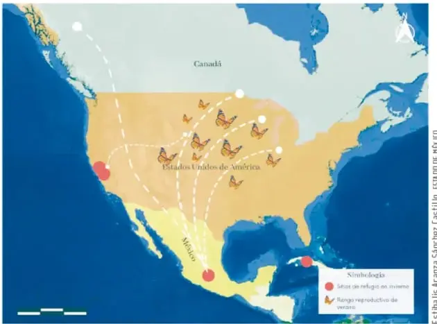 Mapa de América del Norte (Canadá, Estados Unidos y México) con líneas punteadas blancas que muestran la ruta migratoria de la mariposa monarca desde el norte hacia el centro y occidente de México; leyenda con puntos rojos (refugios en invierno) e íconos de mariposa (rango reproductivo de verano). Crédito: Elly Starr / Shutterstock.