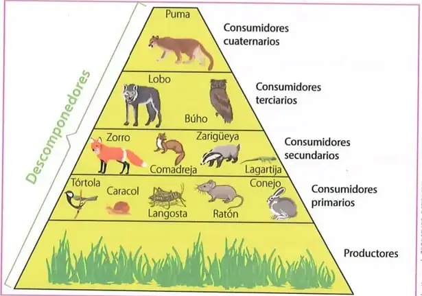 Figura 3 de Ciencias Naturales 8° · Egb 8 Ciencias Naturales 2025 · 2025