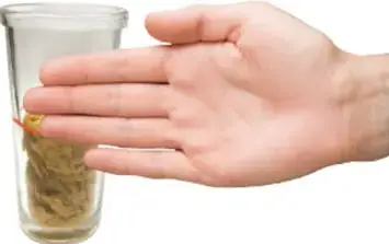 Una mano extendida junto a un vaso con alimento, mostrando cómo contar los dedos entre la base del recipiente y la marca.