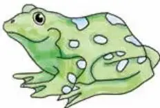 Ilustración de una rana verde con manchas blancas.