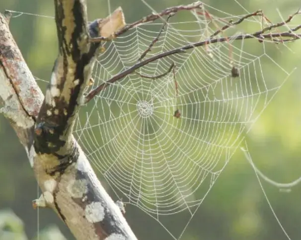 Fotografía de una telaraña completa y simétrica tejida entre ramas de un árbol, con fondo verde de naturaleza.