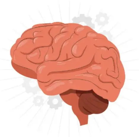 Ilustración de un cerebro humano en tonos anaranjados con engranajes a su alrededor, simbolizando la interacción entre emoción y razón.