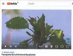 Diagrama de una planta de tomate que representa el ascenso de la savia bruta por los vasos de xilema y el transporte descendente y ascendente de la savia elaborada por los vasos del floema.