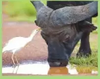 Búfalo acompañado por un pájaro buey de pico rojo.