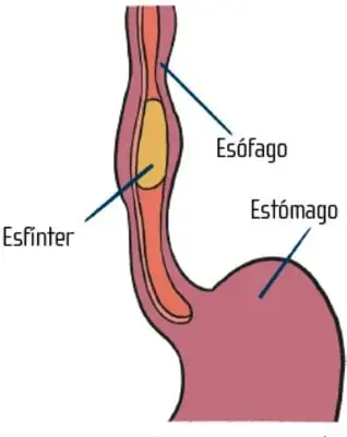 Ilustración de una boca abierta con dientes y lengua (cavidad bucal).