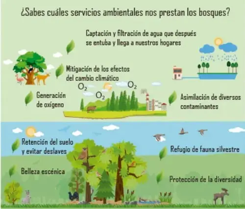 Infografía verde con el título ¿Sabes cuáles servicios ambientales nos prestan los bosques? que enumera ocho servicios con iconos de árboles, animales, agua y fábricas.