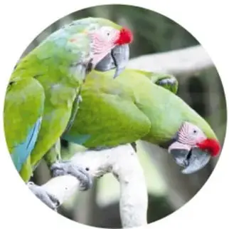 Guacamaya verde posada en una rama, con frente y cabeza rojas.
