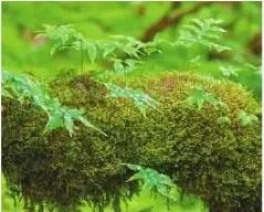 Helechos y musgo epífitos en un bosque nublado del Parque Nacional Podocarpus, Loja.