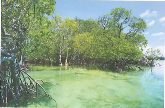 Fotografía de un ecosistema de manglar en una zona costera de Tanzania. Se observan árboles de mangle, agua y raíces zancudas o fúlcreas.