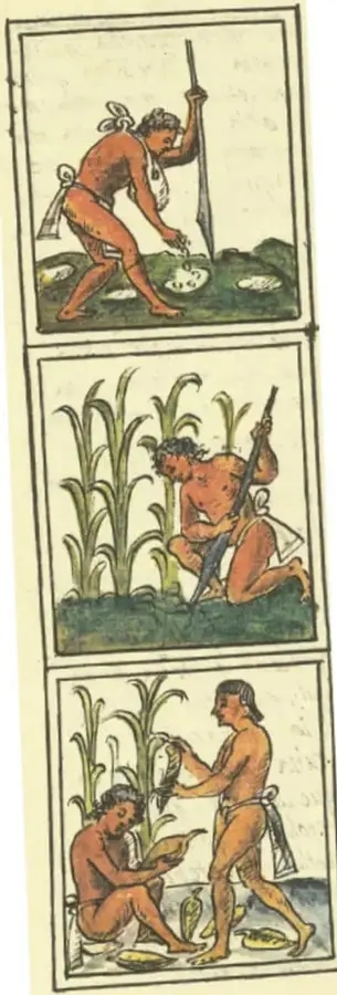 Ilustración de tres escenas sobre el cultivo y uso del maíz: un hombre sembrando con una vara, un hombre cosechando mazorcas, y dos personas moliendo maíz y preparando alimentos.