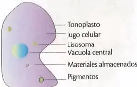 Figura 2 de Ciencias Naturales 9° · 2025