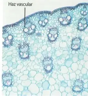 Figura 3 de Ciencias Naturales 10° · 2025