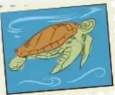 Ilustración de una tortuga marina nadando en el mar.