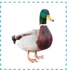Pato macho con cabeza verde, cuerpo blanco y patas naranjas, dentro de recuadro punteado.