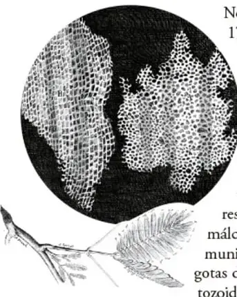 Ilustración de un corte de corcho visto al microscopio, mostrando células.