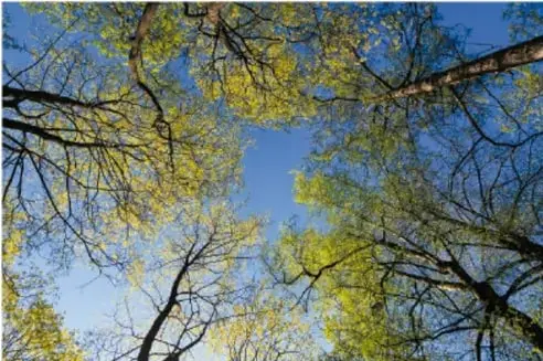 Fotografía en contrapicado de ramas de árboles con hojas amarillas contra un cielo azul: sus ramificaciones muestran autosimilitud.