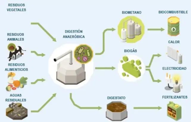 Esquema de digestión anaeróbica: entra material orgánico (residuos vegetales, animales, alimenticios y aguas residuales) y se obtienen biometano (biocombustible, calor), biogás (electricidad) y digestato (fertilizantes).