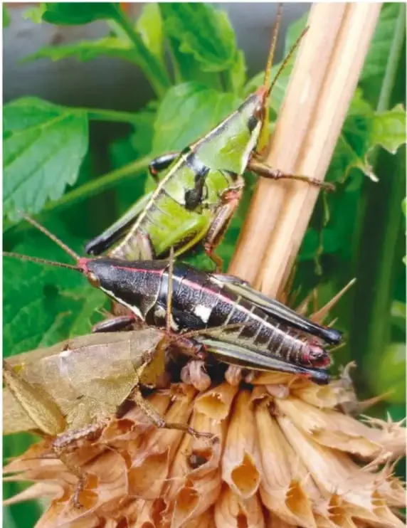 Dos saltamontes sobre una planta: uno verde y otro oscuro con franjas, posados sobre una flor seca.