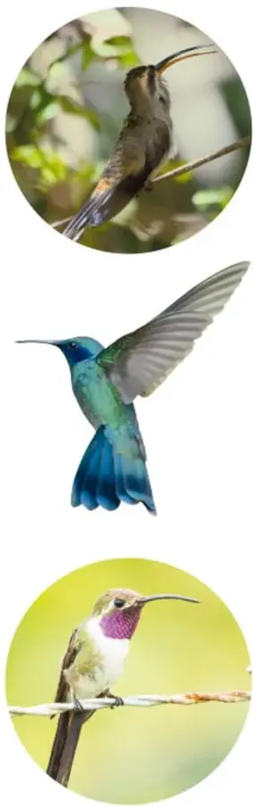 Colibrí oscuro entre follaje; colibrí azul volando con las alas extendidas; colibrí de garganta morada posado en un alambre.