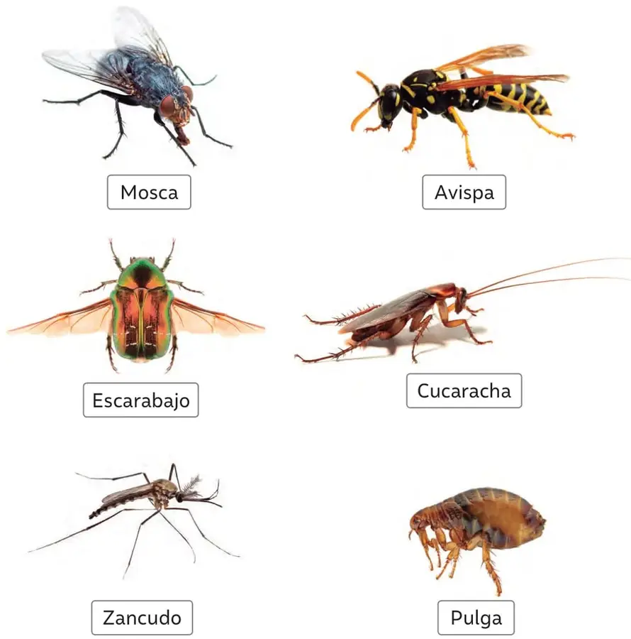 Fotografía de una mosca de color gris oscuro con dos alas y grandes ojos.