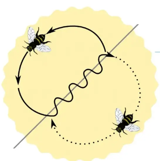 Dos abejas volando sobre un círculo amarillo festoneado; sus caminos se dibujan con flechas curvas, una línea ondulada y una fila de puntos, cruzados por una línea diagonal gris. Etiqueta: 'Irregular'. Crédito: Paola Stefani La Madrid, Ciudad de México.