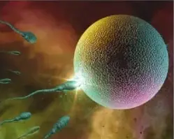 Representación microscópica de espermatozoides alrededor de un óvulo, relacionada con el sistema reproductor humano.