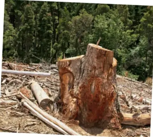 Tocón de un árbol recién talado en un bosque, rodeado de troncos y ramas cortadas.
