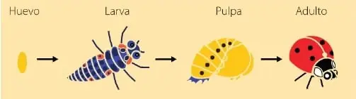 Ilustración de reproducción asexual mediante gemación y fragmentación en invertebrados.