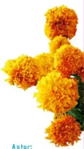 Manzanilla (flores blancas con centro amarillo).