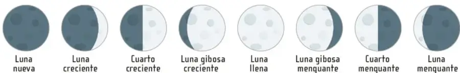 Imagen titulada "Fases lunares" con ocho lunas en orden: Luna nueva, Luna creciente, Cuarto creciente, Luna gibosa creciente, Luna llena, Luna gibosa menguante, Cuarto menguante, Luna menguante.