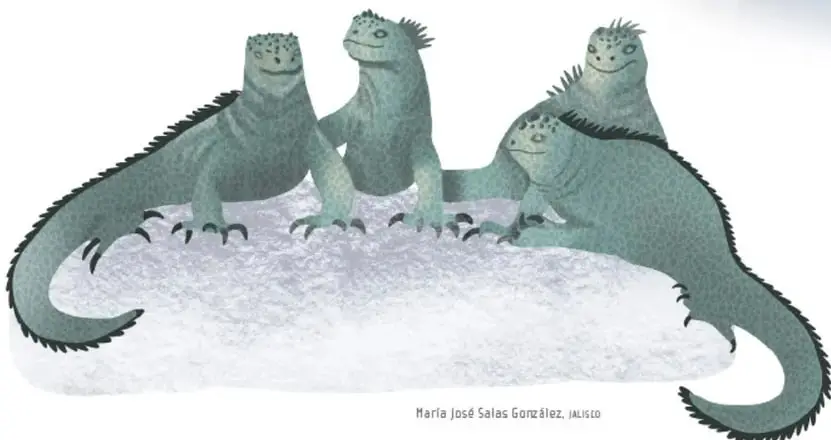 Grupo de cuatro iguanas marinas de color verde grisáceo descansando juntas sobre una roca clara.