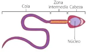 Ilustración de un espermatozoide con sus partes señaladas: cola, zona intermedia, cabeza y núcleo.