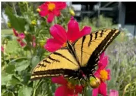 Mariposa posada sobre flores rosadas.