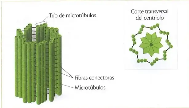 Figura 2 de Ciencias Naturales 9° · 2025
