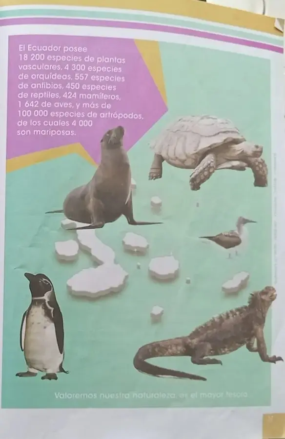 Fotomontaje de fauna de Galápagos: lobo marino, tortuga gigante, piquero, iguana marina, pingüino de Galápagos.