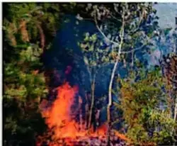 Se observa un incendio forestal entre los árboles.