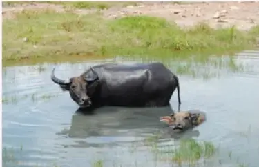 Fotografía de un bóvido (toro o búfalo) y su cría dentro de un cuerpo de agua, ilustrando un hábitat acuático.