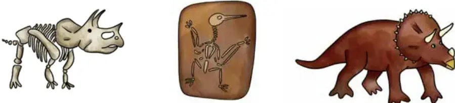 Esqueleto fósil de un dinosaurio con cuernos, de color hueso.