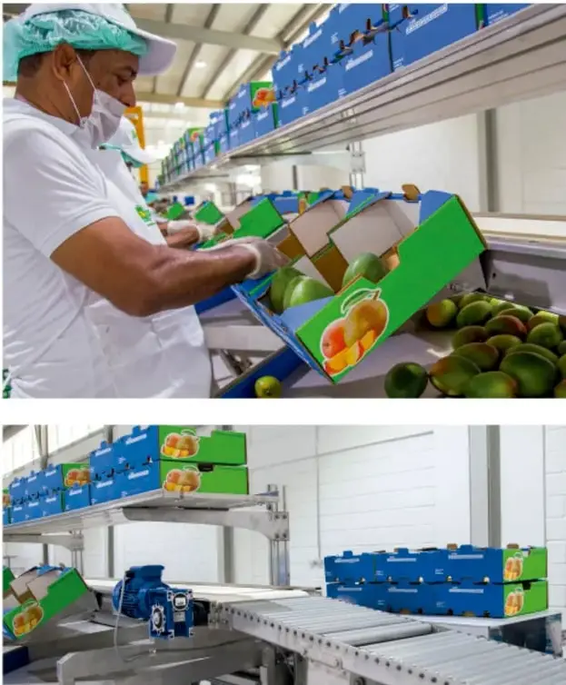 Trabajador con cofia y mascarilla empaquetando mangos en cajas sobre una banda transportadora en planta de proceso.